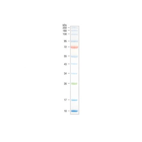 Color Prestained Protein Standard Broad Range 10 250 Kda Labmal