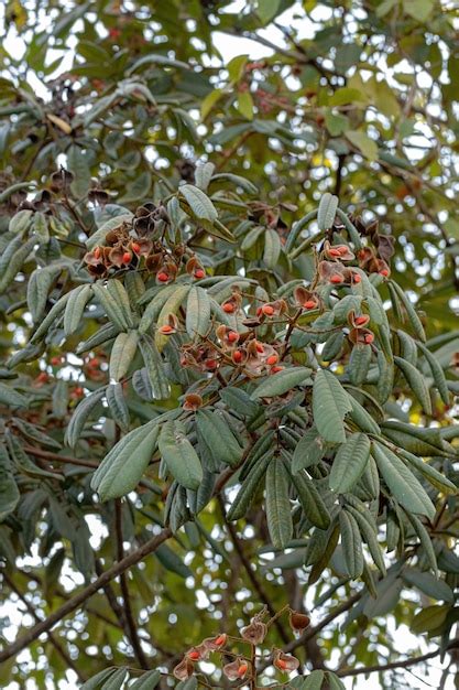 Rbol De Ormosia Con Semillas Rojas Y Enfoque Selectivo Foto Premium