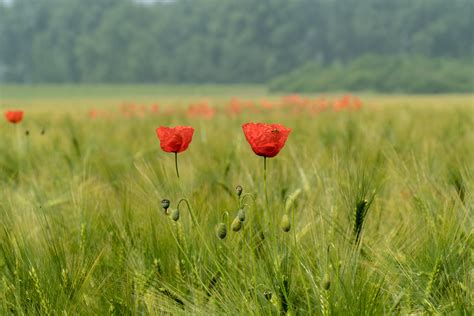 Free Images Landscape Nature Blossom Sky Field Meadow Prairie