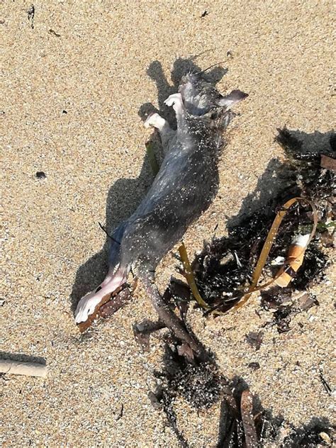 Bari Carcassa Di Un Topo Sulla Spiaggia Di Pane E Pomodoro La