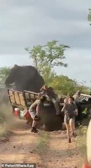 Video Shows Sex Crazed Bull Elephant Charging Trainee Safari Guides In