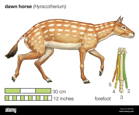 Prehistoric Horse