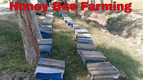 Honey Farming In Pakistan How To Start A Honey Bee Farm Honey Bee Farming In Pakistan Bee