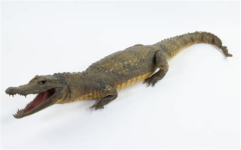 Lot Taxidermy Stuffed Crocodile