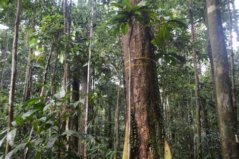 Do small changes in topography influence tree characteristics in an ...