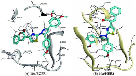 D Binding Interactions Of A At A Egfr And B Her Binding Pockets