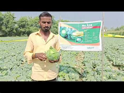 Mahyco Cabbage No 118 YouTube