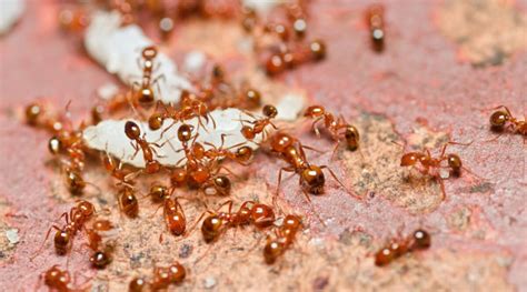 How To Get Rid Of Ants In Your Car And Stop Them Coming Back