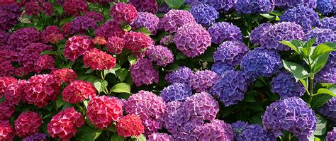 Hydrangea Care: When to Prune - Meyer Landscape