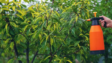 Peach Tree Spray When To Spray Peach Trees For Bugs Gardening Know How