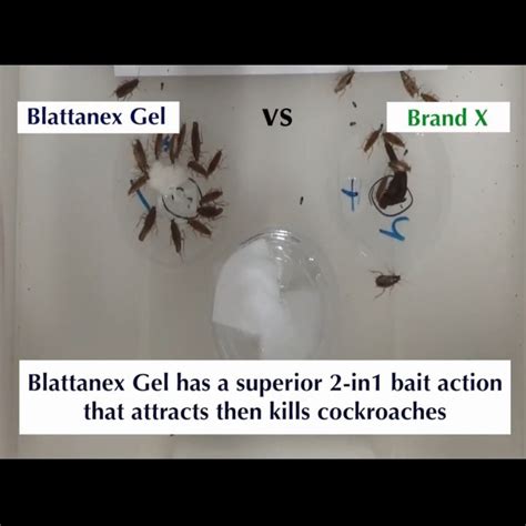 Bayer Blattanex Cockroach Gel Cockroach Killer G S Lazada Ph