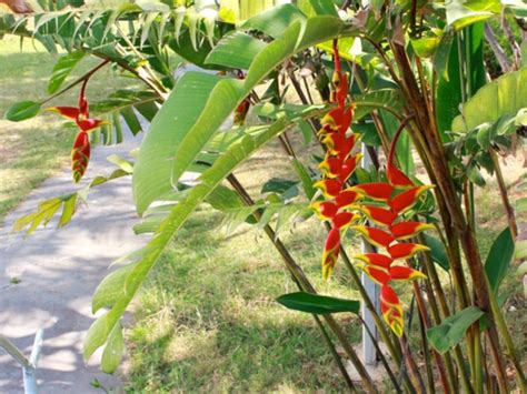 Bananeira Ornamental Heliconia Rostrata Projeto Jardinando