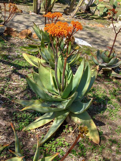 Aloe Striata