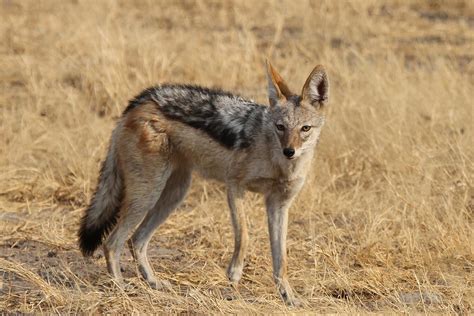 Filming The Black Backed Jackal In Eritrea Africa Fixers