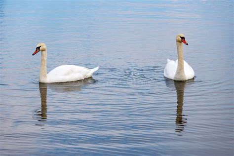 Couple Of White Swans On The Water Surface Of The River Stock Image