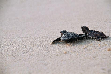 Hawksbill Turtle Hatchlings Photograph by Steve De Neef, Vw Pics ...