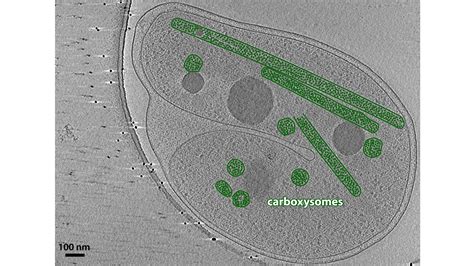 Carboxysomes Atlas Of Bacterial And Archaeal Cell Structure