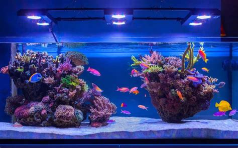 Виды современных аквариумов: какой аквариум выбрать для дома