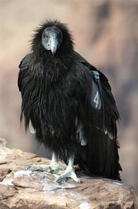 California Condor With A Wingspan Of 95 Feet And Weighing Flickr
