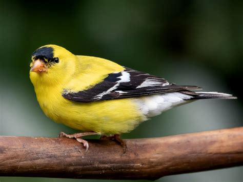 What Does A Goldfinch Symbolize