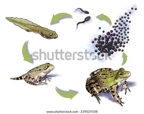 Frog Metamorphosis Stages Stock Illustration 239029108