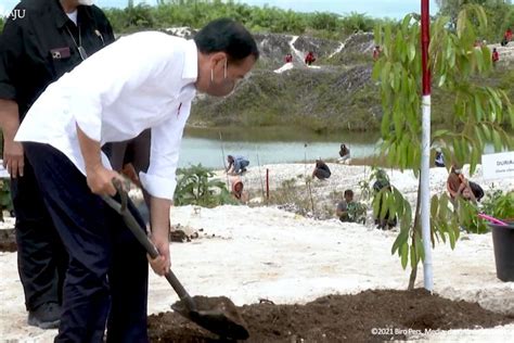 Kunjungi Sintang Jokowi Tanam Pohon Di Lahan Bekas Tambang Emas