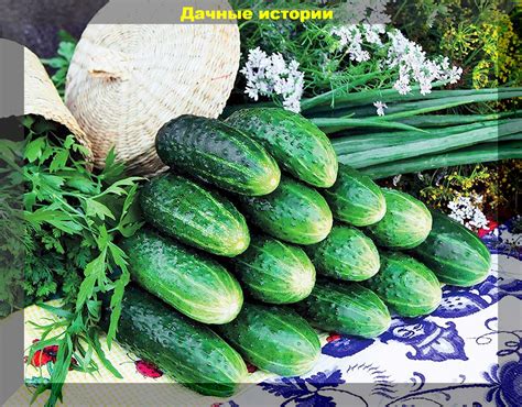 Огурцы ломающие все стереотипы: выбираем лучшие сорта-гибриды и ...