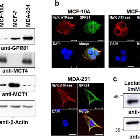 Expression Of Gpr In Breast Cancer Cells A Western Blot Analysis