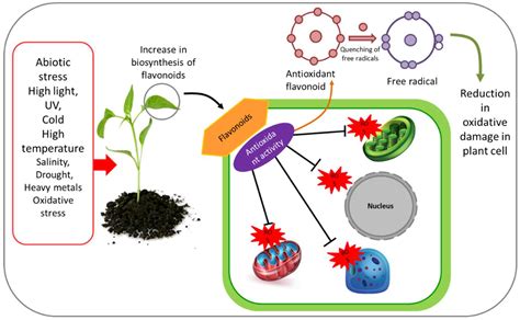 Plants Free Full Text Diverse Physiological Roles Of Flavonoids In