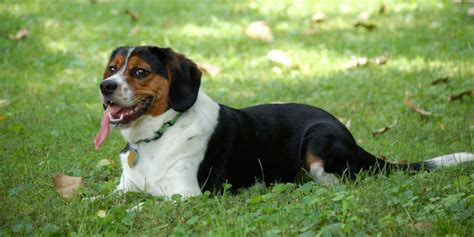 Beaglier vs Beagle - Breed Comparison | MyDogBreeds