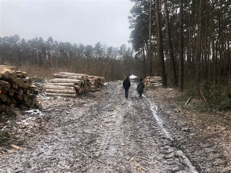 Wycięto las w Zielonej Górze Mieszkańcy pytają czy chodzi o nową