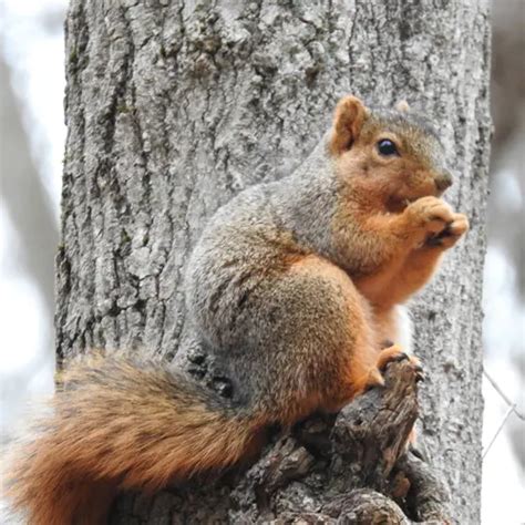 Fox Squirrels in Central Florida - Florida Wildlife Trappers