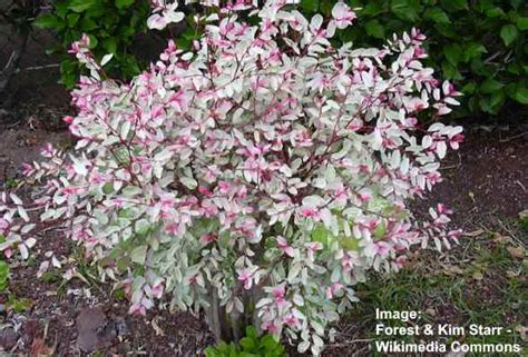 The Best 34 Florida Evergreen Shrubs (with Pictures) - Identification Guide