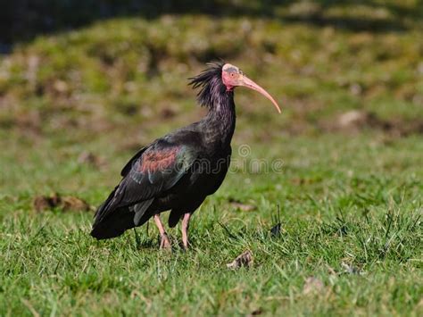 The Northern Bald Ibis Hermit Ibis Or Waldrapp Geronticus Eremita