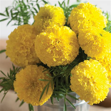 Giant Yellow Marigold Seed Johnnys Selected Seeds