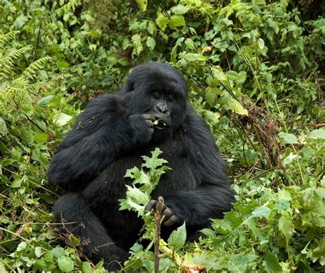 Best Rwanda Luxury Gorilla Trekking Experience Journey 2024