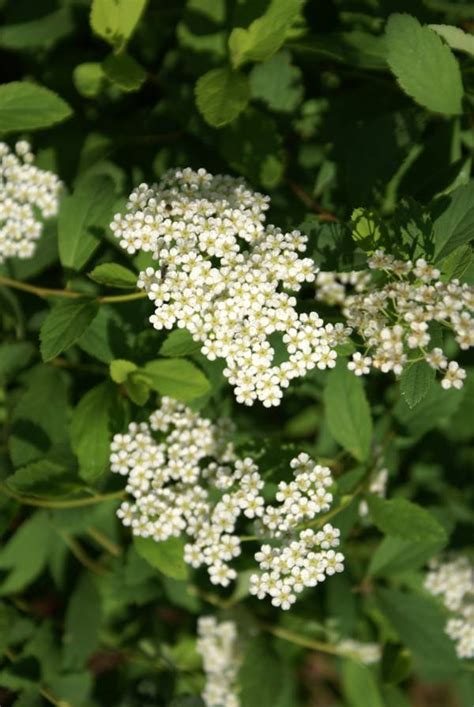 Летнецветущие спиреи - Abies-Landshaft