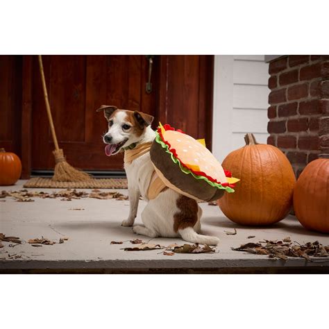witch dog costume 1
