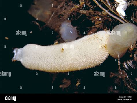 Sycon sponge hi-res stock photography and images - Alamy