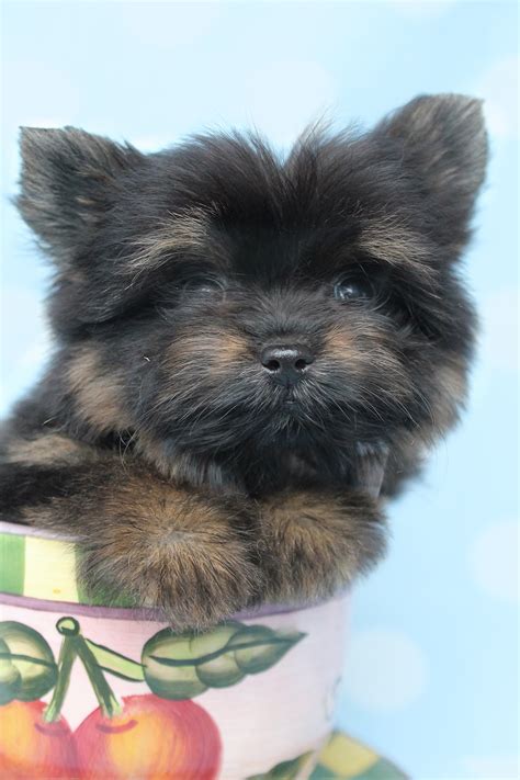 yorkie-pom-415-c | Teacup Puppies & Boutique