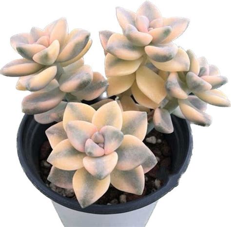 Rare Succulent Pachyphytum Apricot Beauty Single Stems 美杏锦 Rare Korean