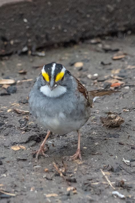 Identification of 11 Sparrow Species: a Photographic Guide | Miles Hearn