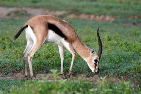 Desde Nairobi o Mombasa Excursión de 3 días al Parque Nacional Amboseli