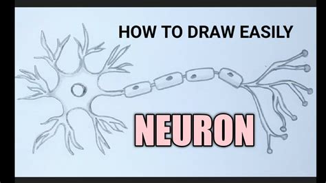 How To Draw A Neuron Easily Step By Step Nerve Cell Easy Drawing