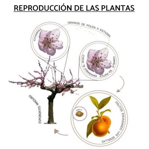 LA REPRODUCCIÓN DE LAS PLANTAS REPRODUCCIÓN DE LAS PLANTAS CON FLORES