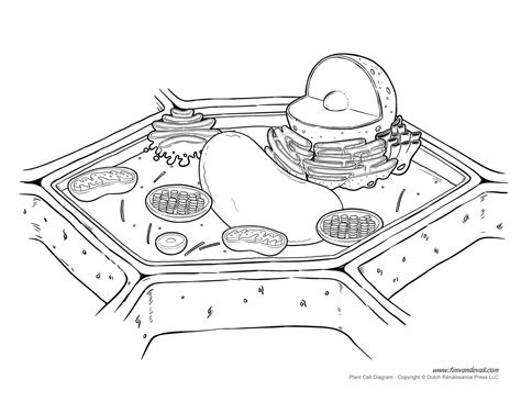 plant-cell-diagram-not-labeled – Tim's Printables