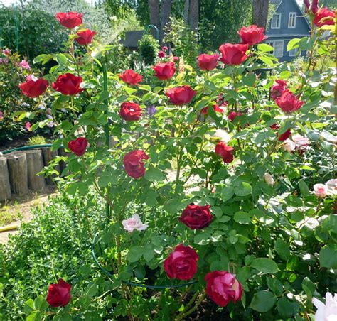 роза Emily Carr Эмили Карр из серии Канадские Артисты - 5plusroses.ru ...