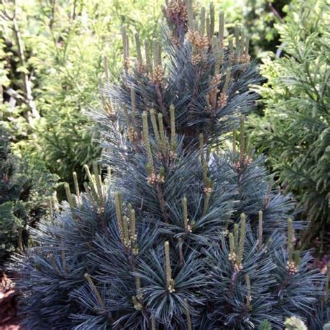 Vanderwolf S Pyramid Limber Pine Sequoia Valley Farms