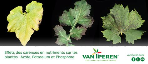 Carences Courantes En Nutriments Chez Les Plantes I Azote