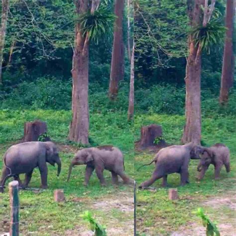 WATCH Baby Elephants Playful Fight Captured In Heartwarming Video